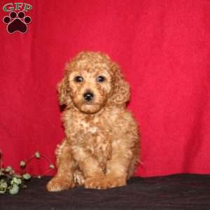 Nile, Goldendoodle Puppy